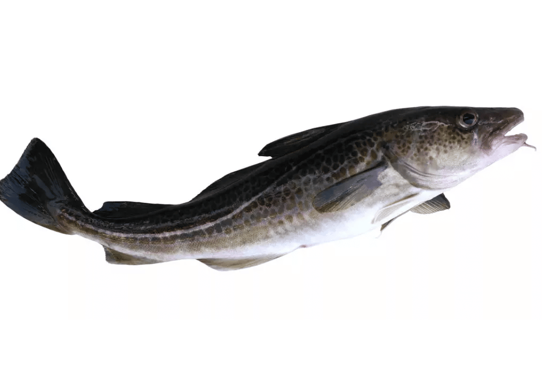 Cod vs Rockfish What Are The Main Differences? FuncFish