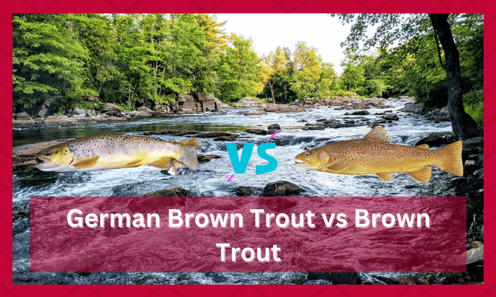 german brown trout vs brown trout