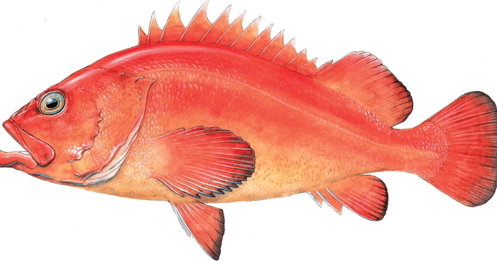 Cod vs Rockfish What Are The Main Differences? FuncFish
