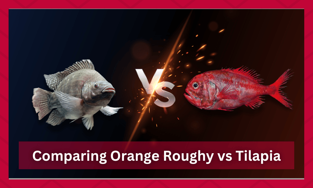 orange roughy vs tilapia