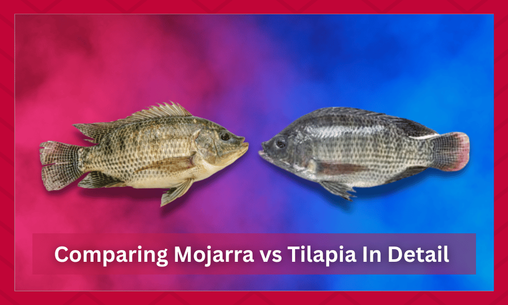 tilapia vs mojarra