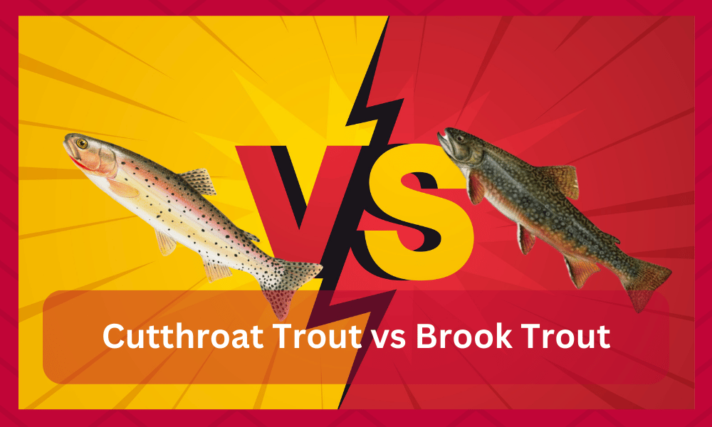 cutthroat trout vs brook trout
