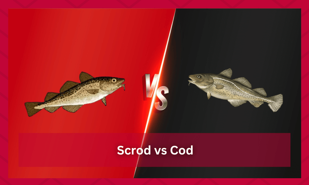 scrod vs cod
