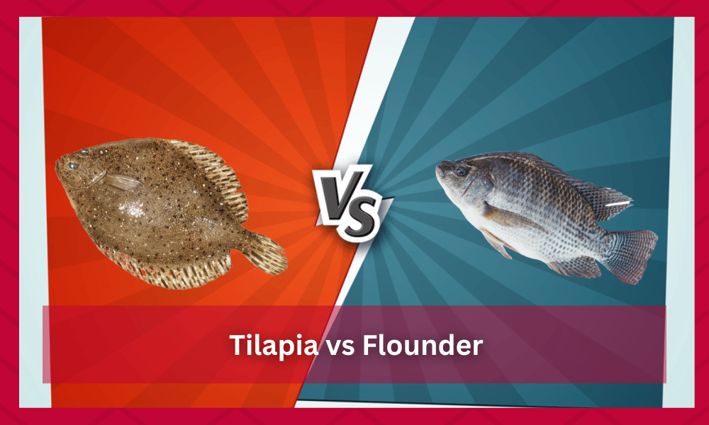 tilapia vs flounder