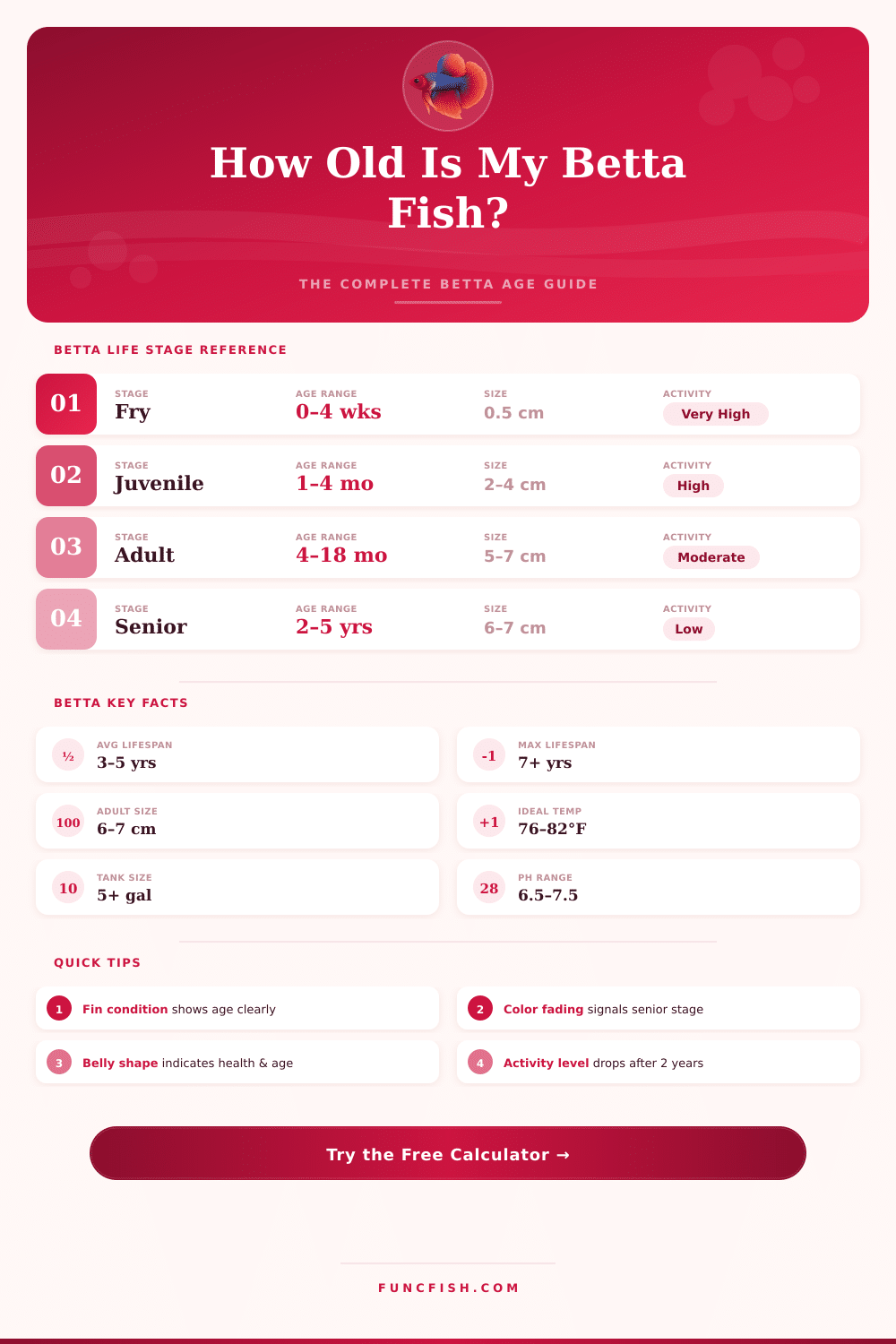 Betta Fish Age Calculator: How Old Is My Betta?