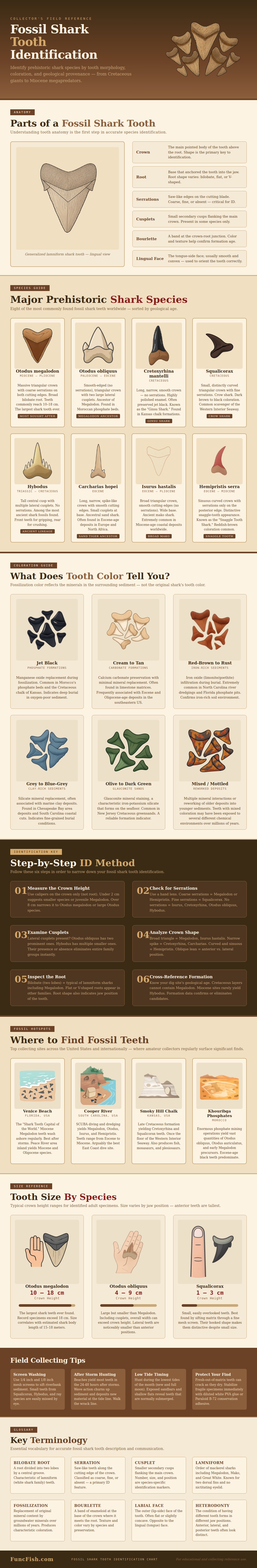 Fossil Shark Tooth Identification Chart - FuncFish