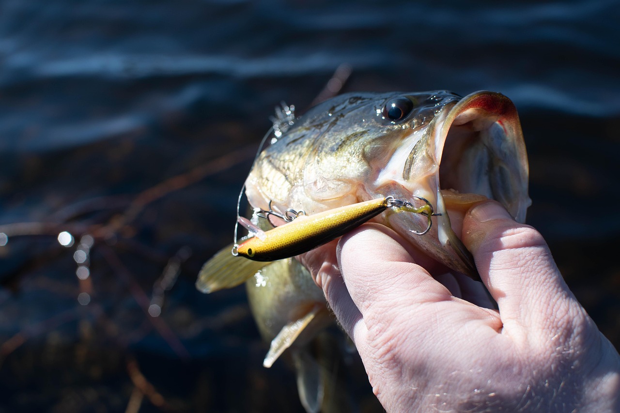 bass fishing rod bass fishing rod