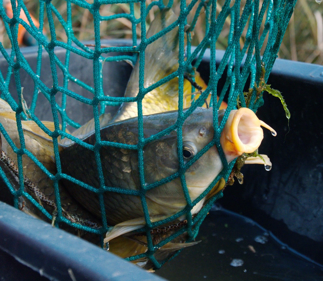 black carp fish black carp fish
