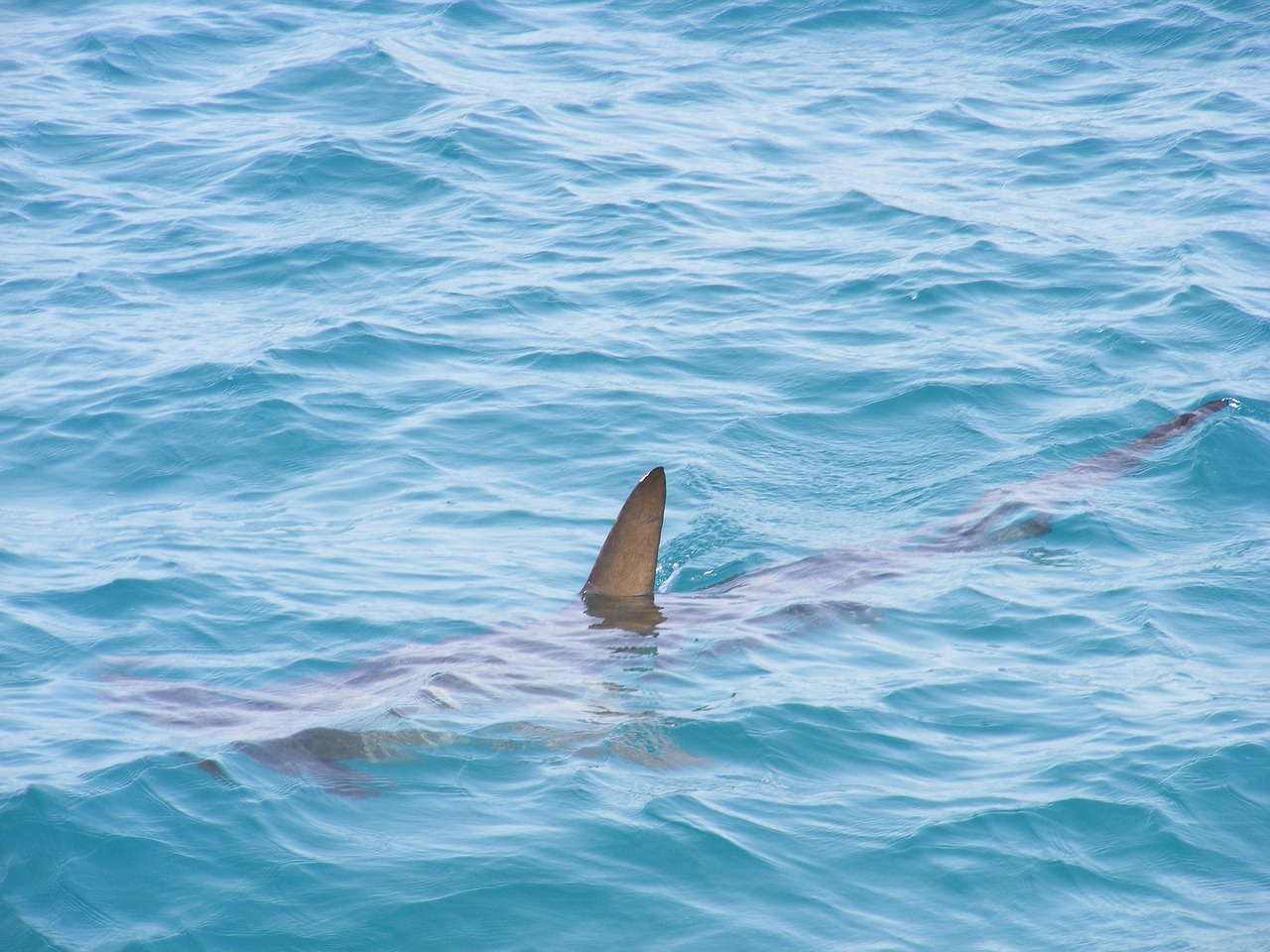 blacktip shark fin blacktip shark fin