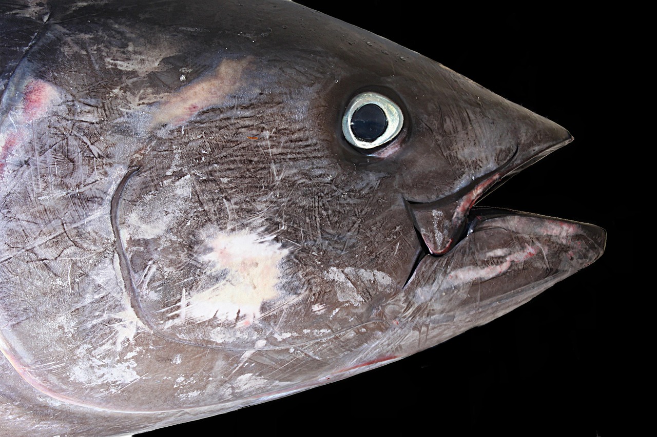 bluefin tuna fish bluefin tuna fish