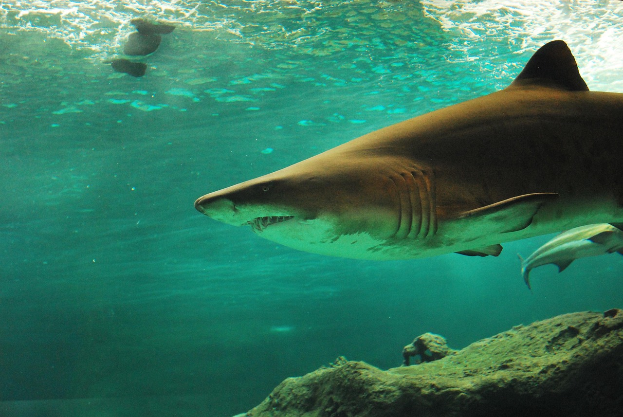 bull shark river bull shark river