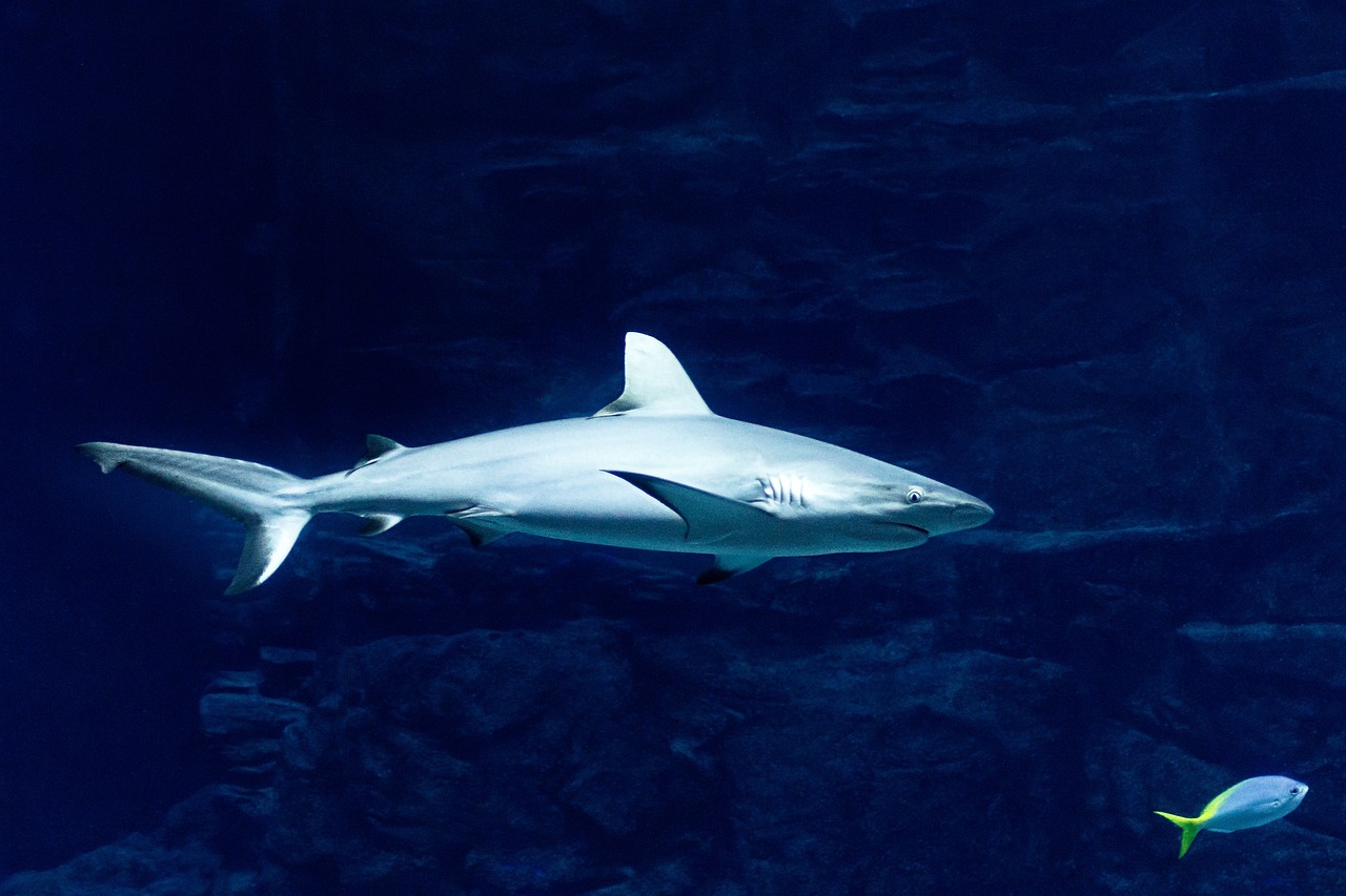 bull shark tooth bull shark tooth
