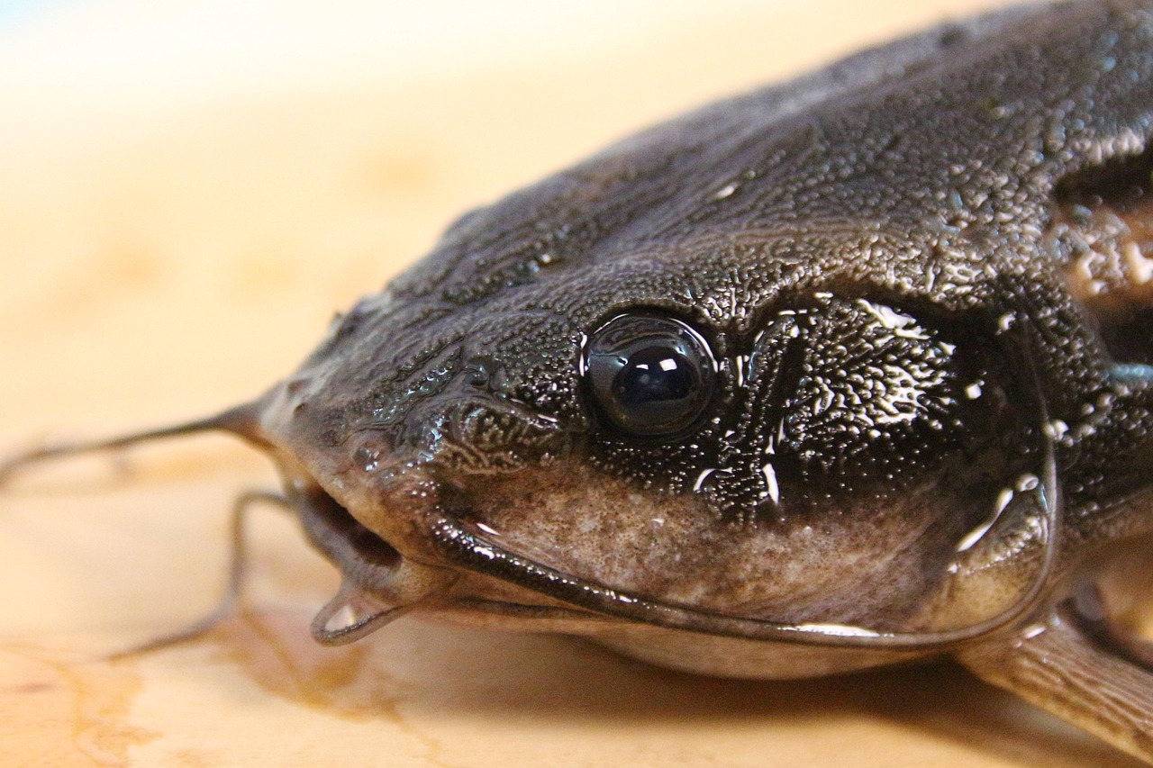 bullhead catfish bullhead catfish
