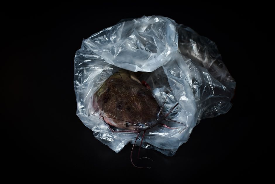 channel catfish channel catfish