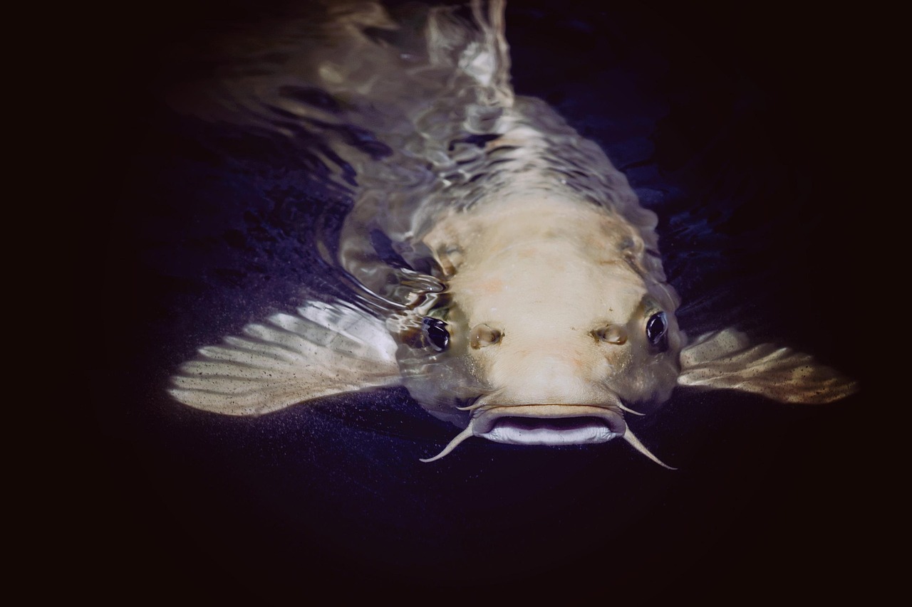 channel catfish fish channel catfish fish