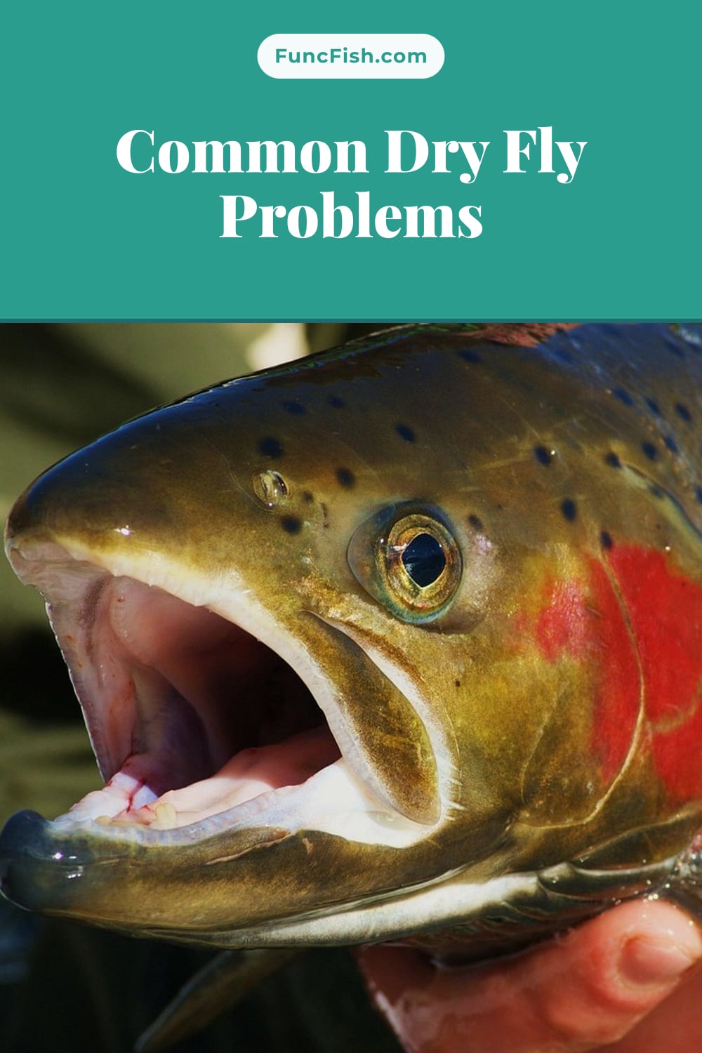 Common Dry Fly Problems