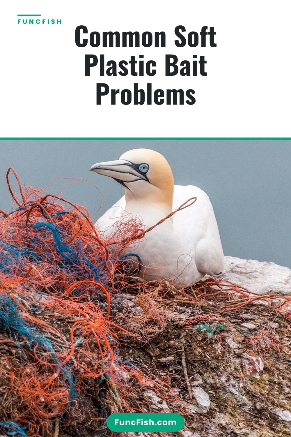 Common Soft Plastic Bait Problems
