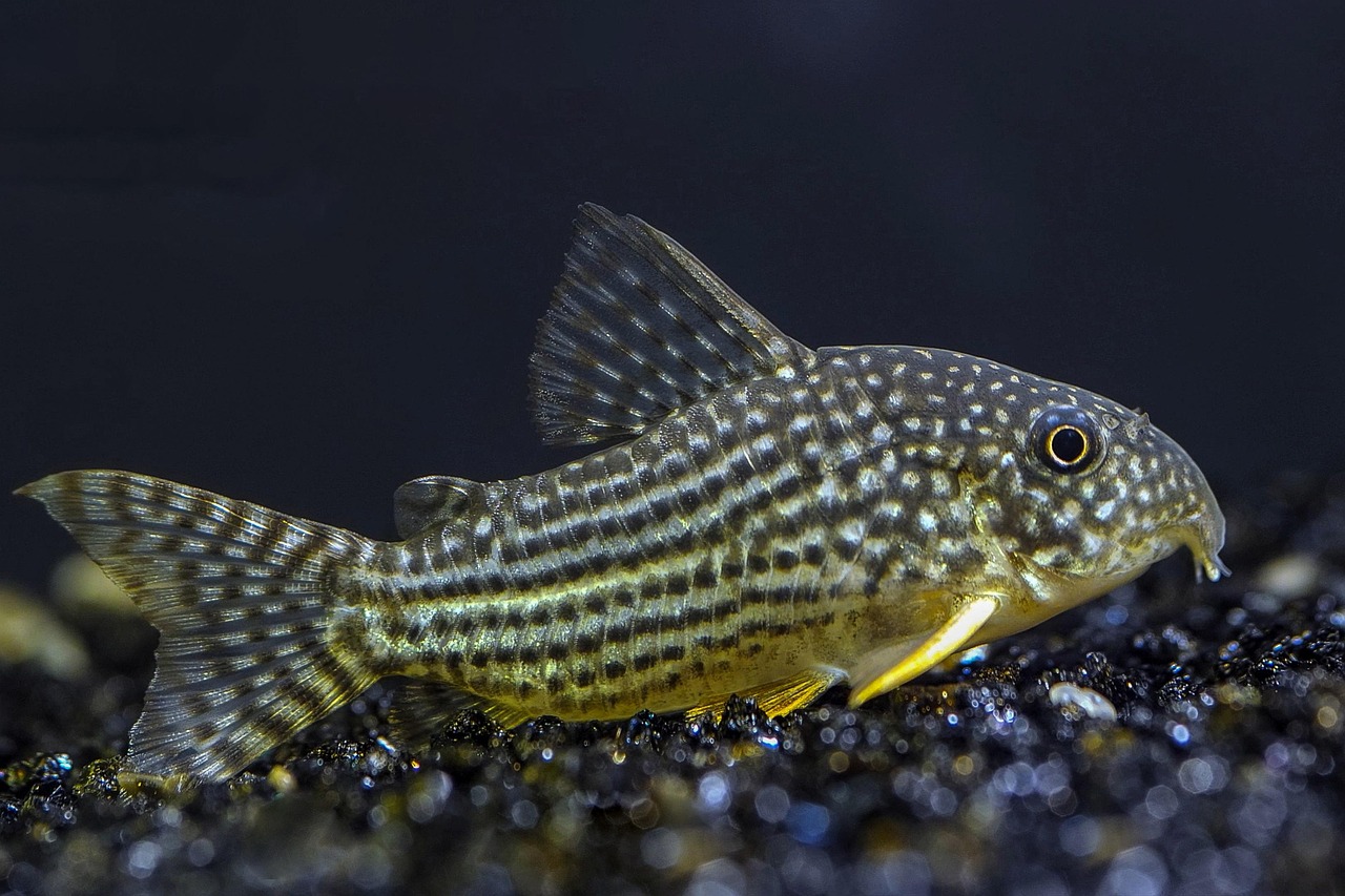 corydoras catfish group corydoras catfish group
