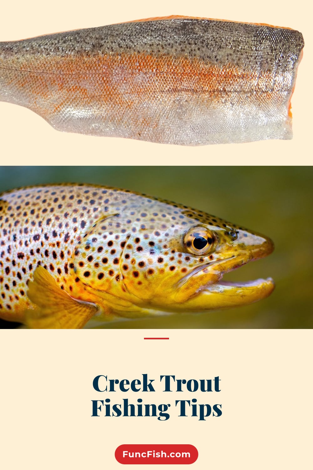 Creek Trout Fishing Tips Creek Trout Fishing Tips