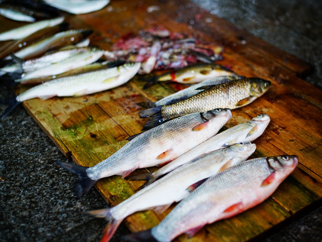 crucian carp fish crucian carp fish