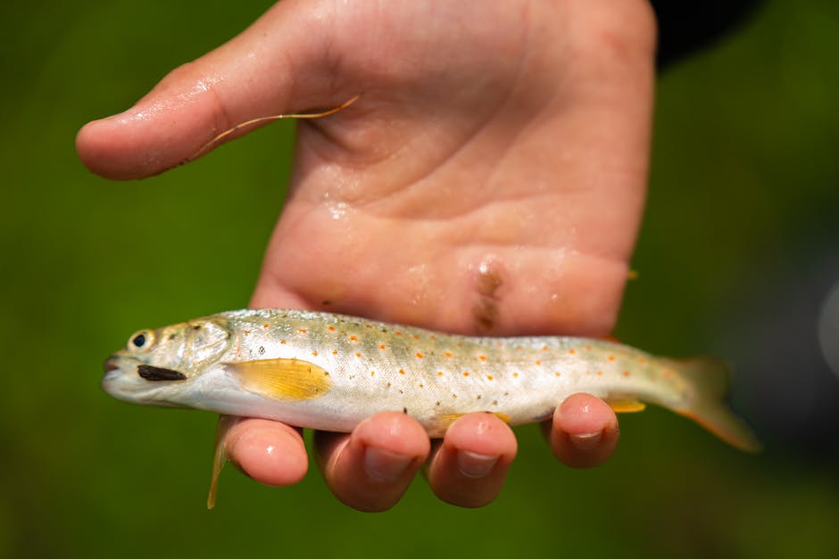 cutthroat trout fish cutthroat trout fish
