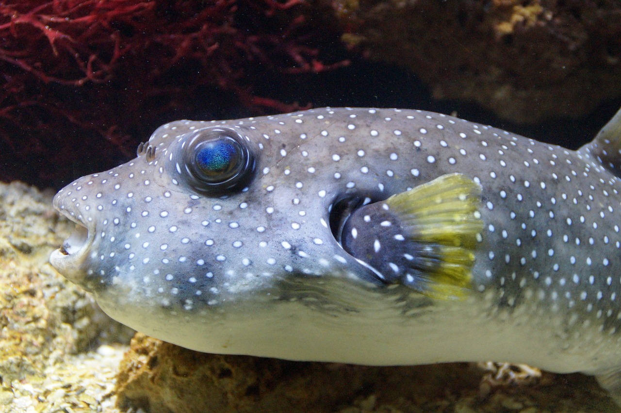 dogface puffer fish dogface puffer fish
