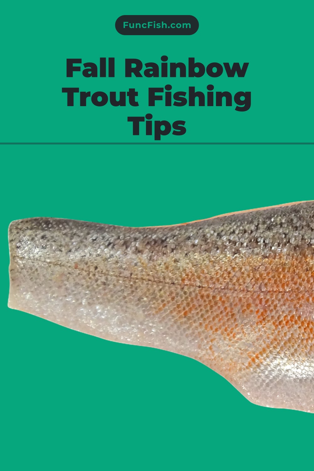 Fall Rainbow Trout Fishing Tips