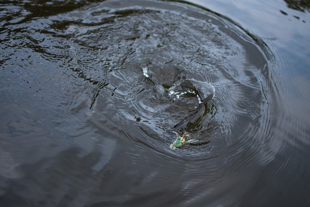 fishing lure water fishing lure water