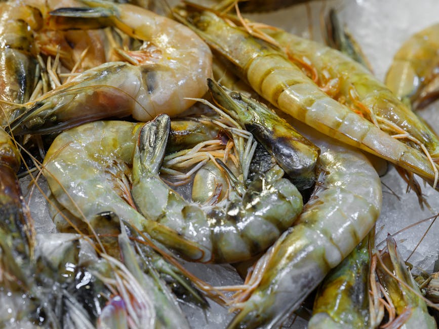 fresh shrimp bait fresh shrimp bait