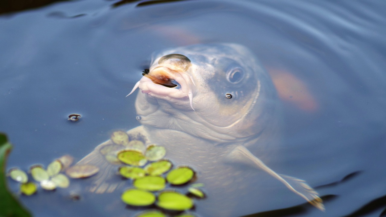 grass carp fish grass carp fish