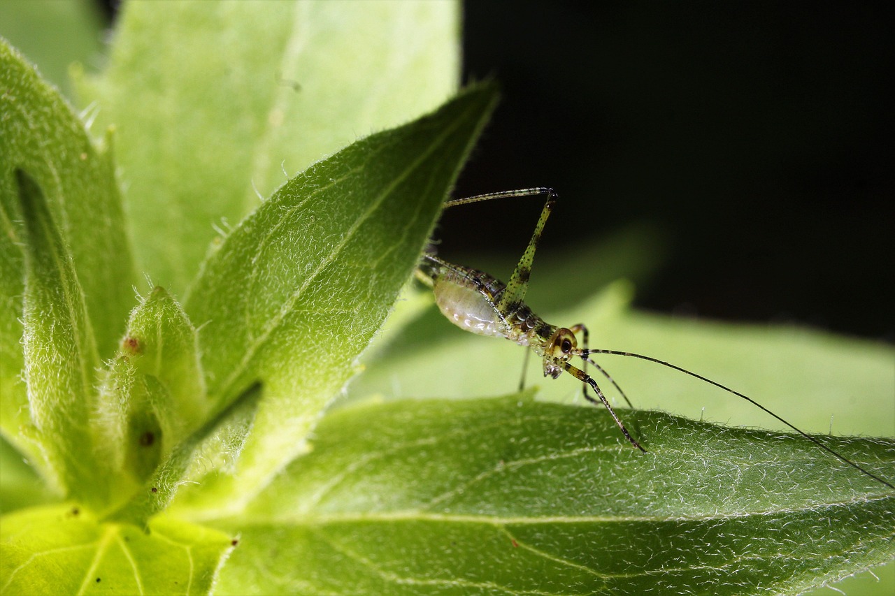 grasshopper on leaf grasshopper on leaf
