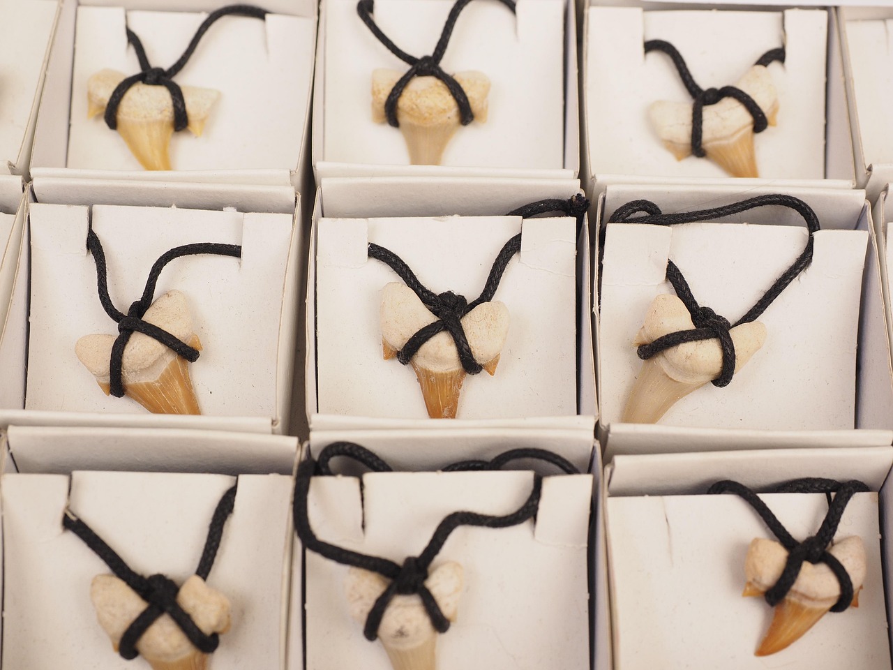great white shark tooth great white shark tooth
