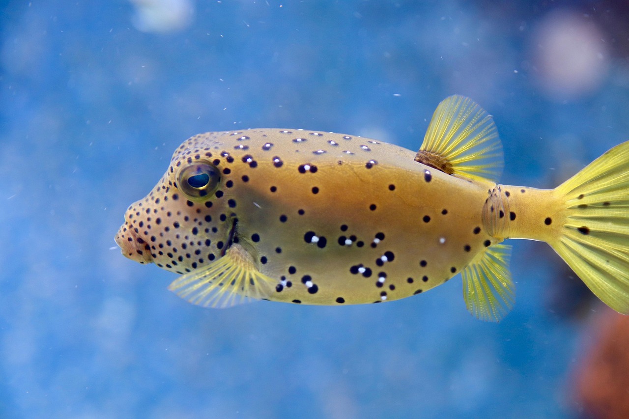 green spotted puffer fish green spotted puffer fish