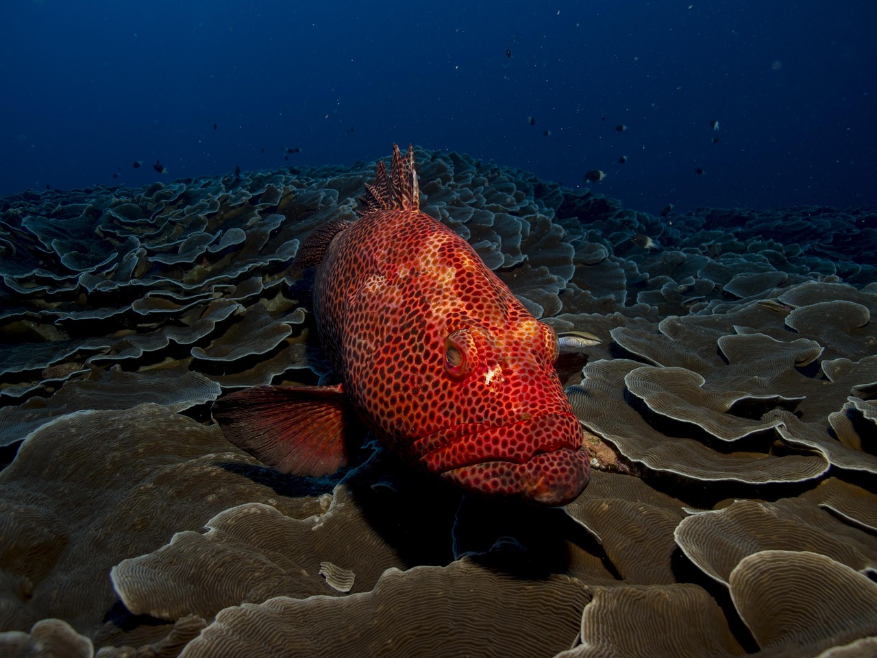 grouper fish reef grouper fish reef