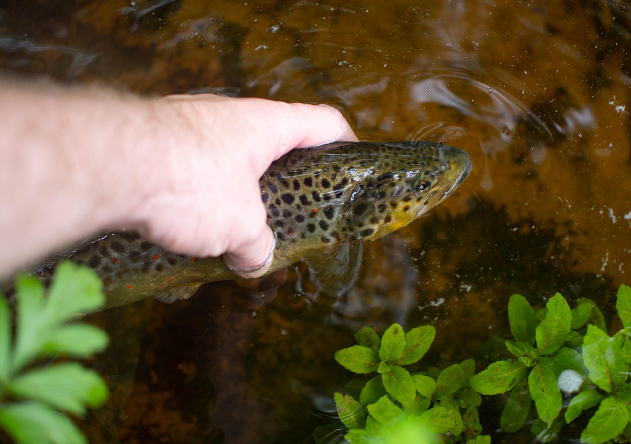 hand holding trout hand holding trout