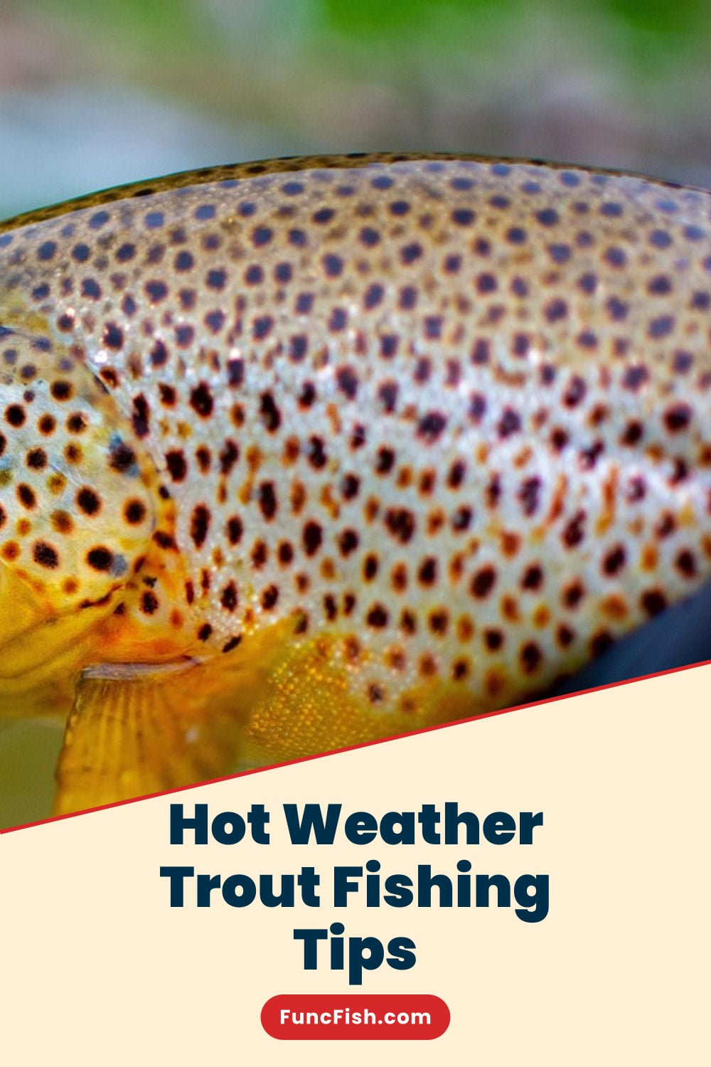 Hot Weather Trout Fishing Tips