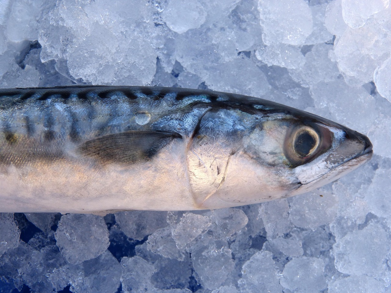 king mackerel fish king mackerel fish