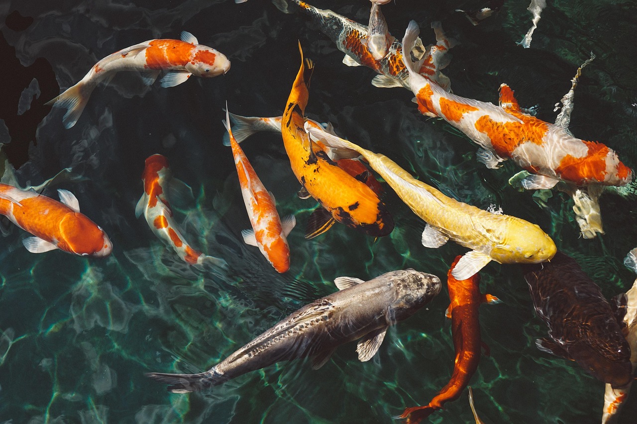 kohaku koi fish kohaku koi fish