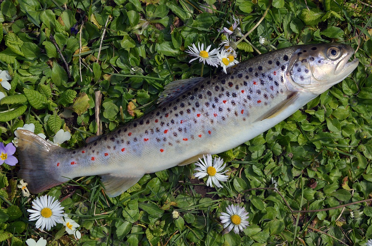 large trout river large trout river
