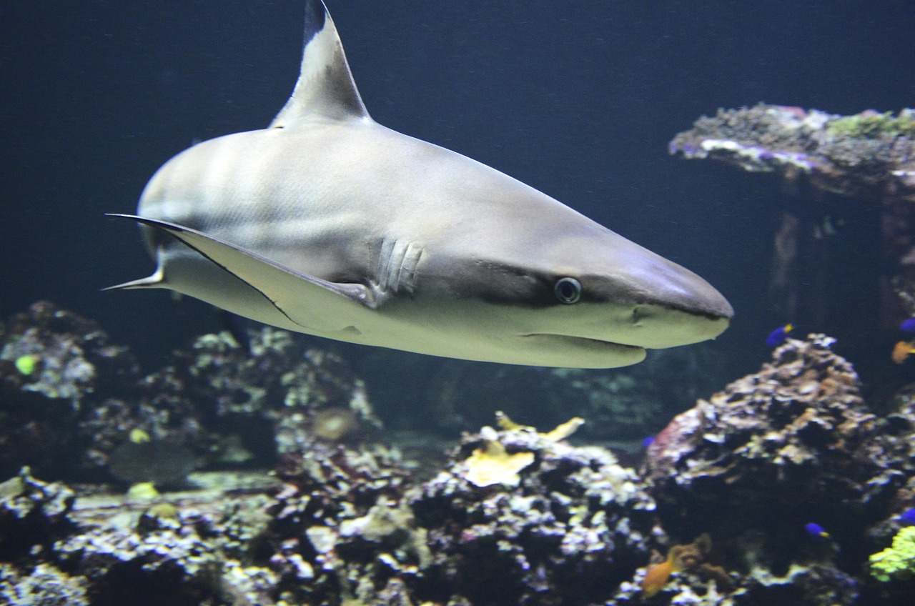 lemon shark swimming lemon shark swimming