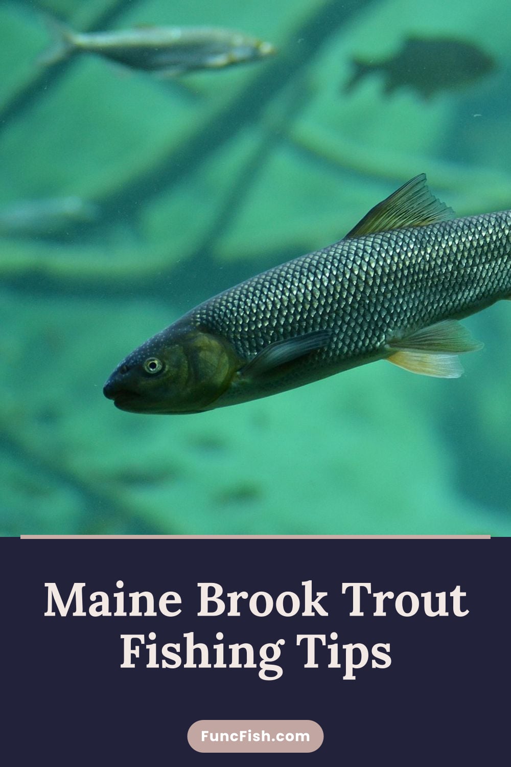Maine Brook Trout Fishing Tips Maine Brook Trout Fishing Tips