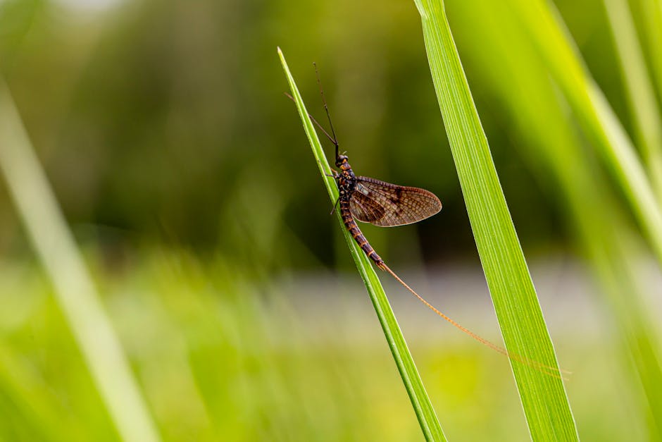 mayfly insect water mayfly insect water