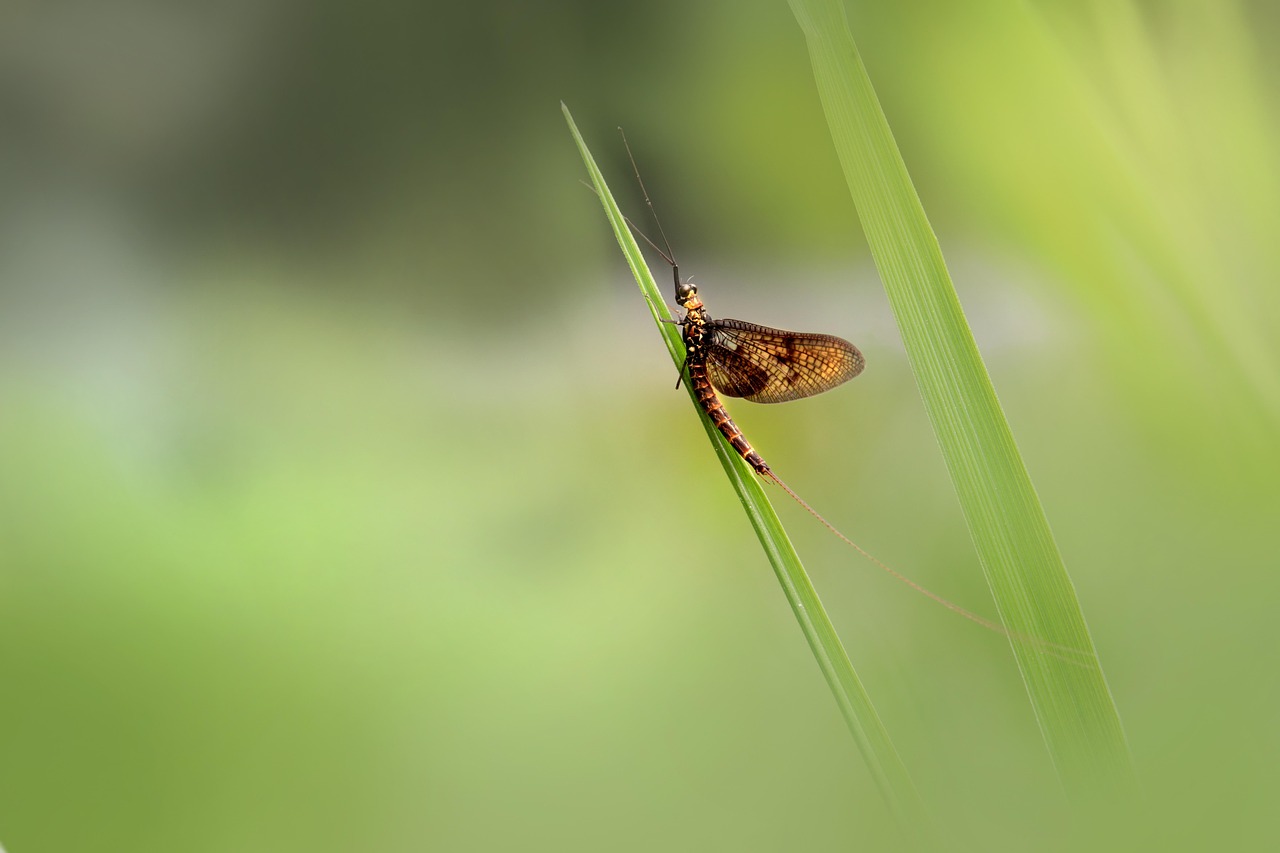 mayfly insect water mayfly insect water