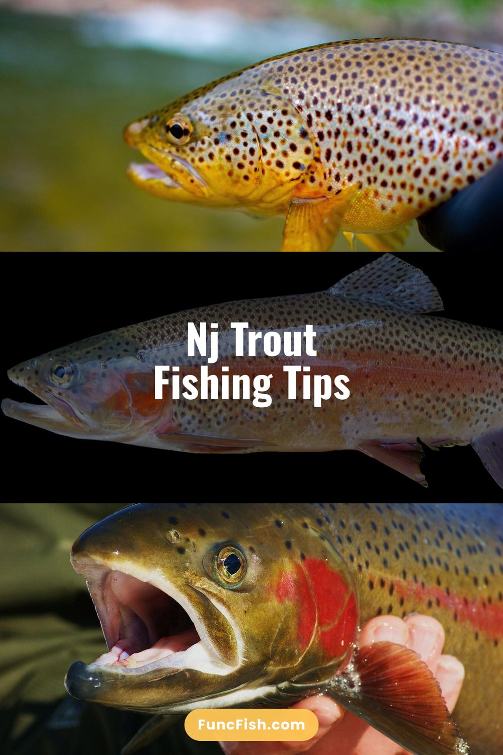 Nj Trout Fishing Tips Nj Trout Fishing Tips
