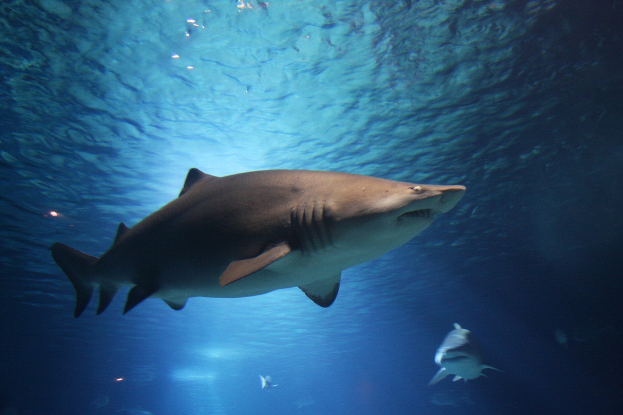 nurse shark tooth nurse shark tooth