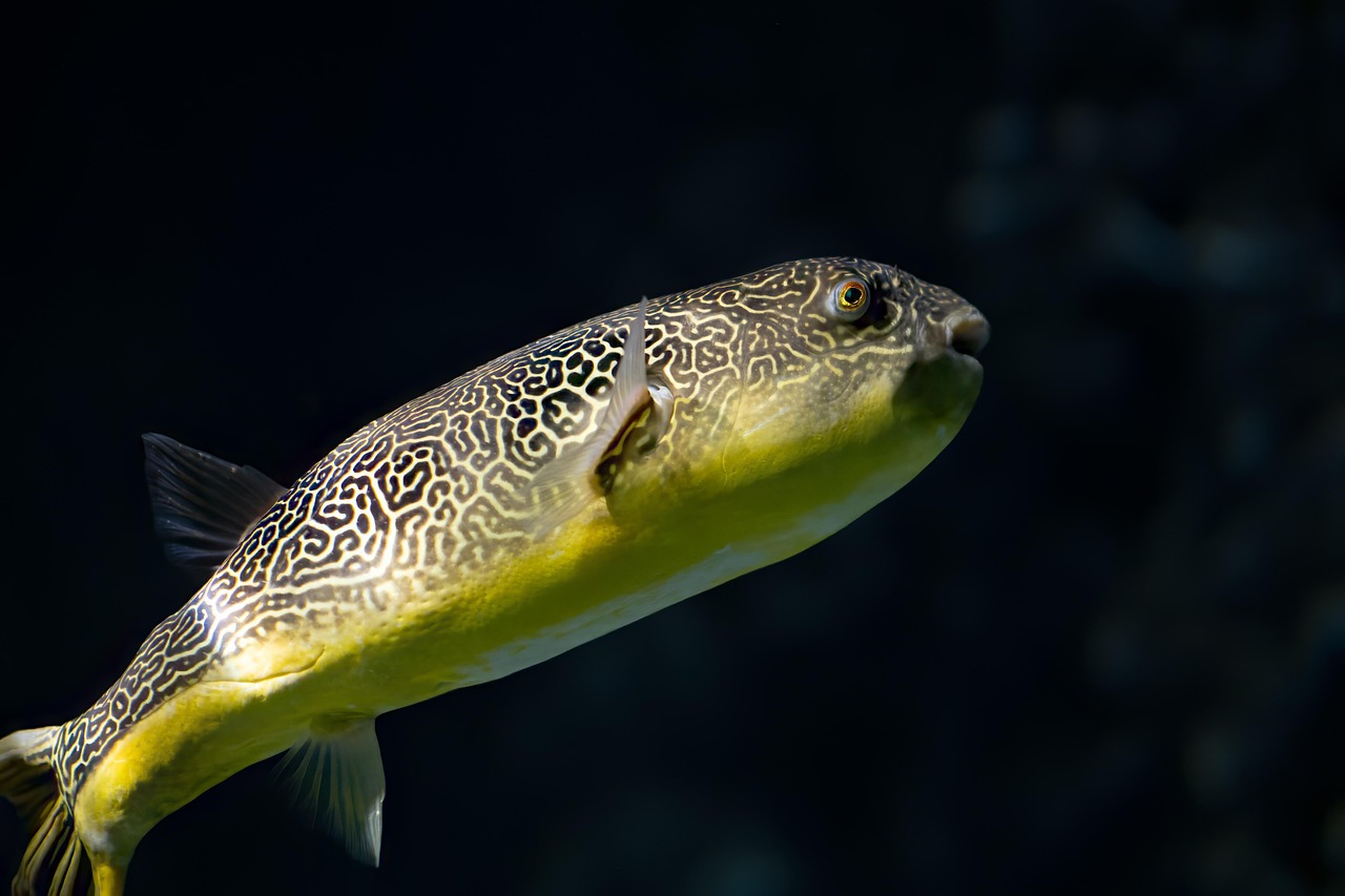 porcupinefish ocean porcupinefish ocean
