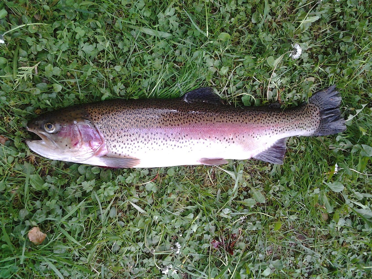 rainbow trout fish rainbow trout fish