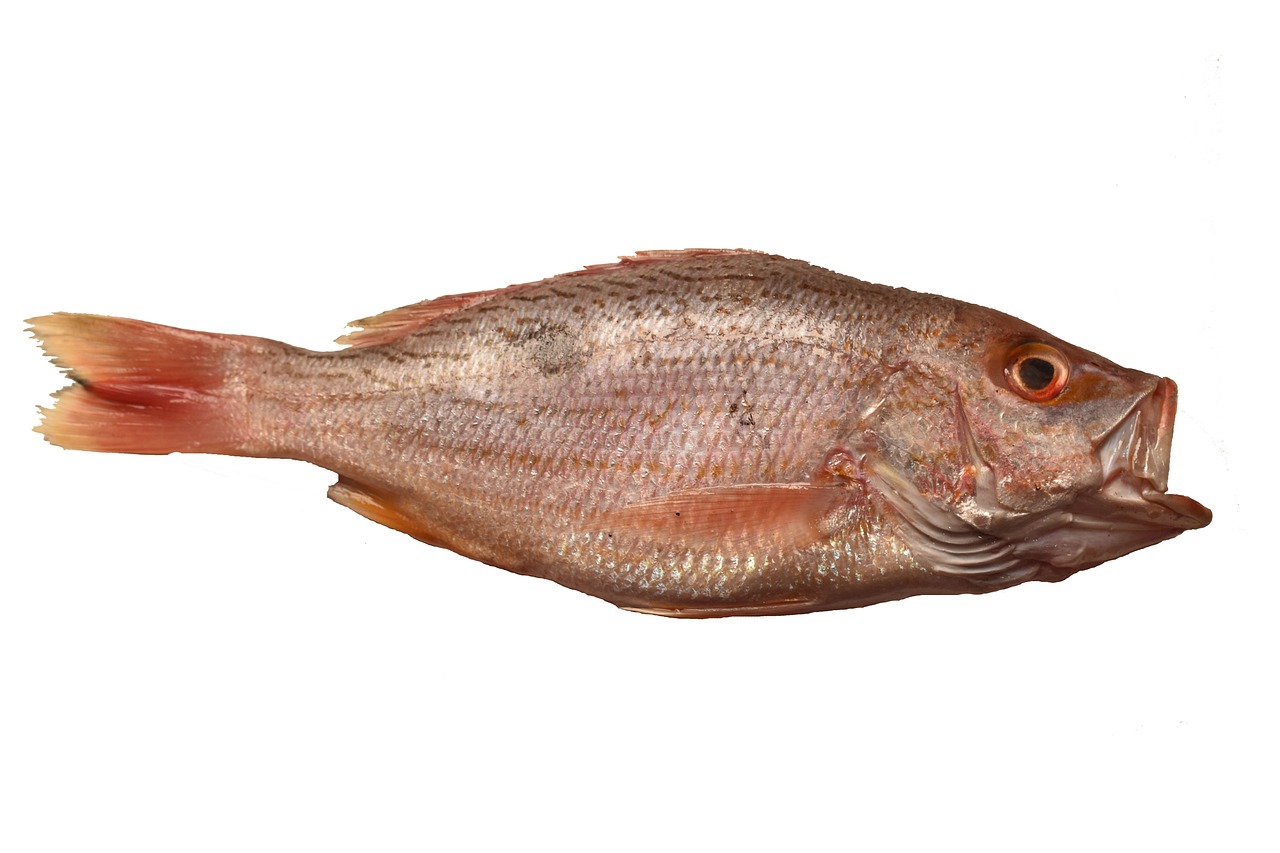 red snapper fish red snapper fish