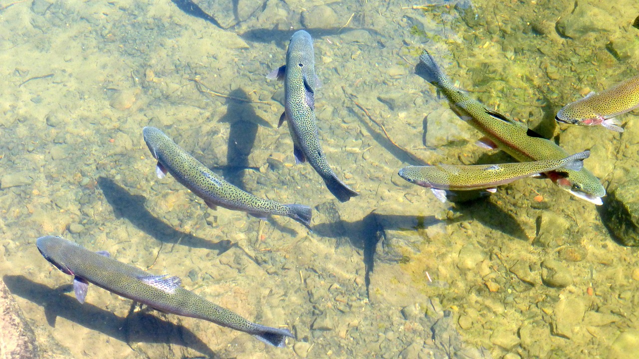 river current riffle river current riffle