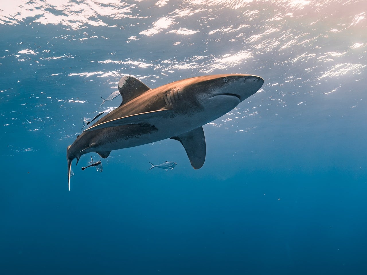 sand tiger shark sand tiger shark